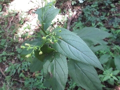 Scrophularia kakudensis
