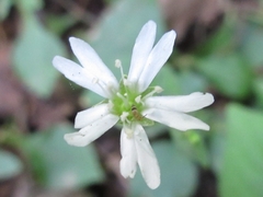 Silene seoulensis