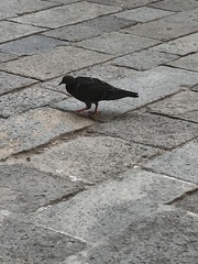 Columba livia domestica