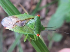 Acanthosoma labiduroides