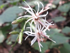 Ainsliaea acerifolia