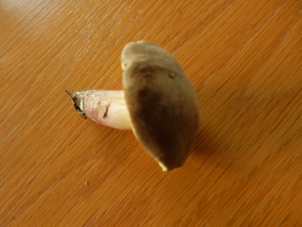 Xerocomellus cisalpinus · April 2025 · photo: © rayjackson (iNaturalist, cc-by)