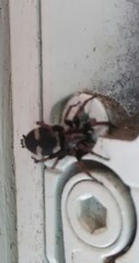 Poecilochroa