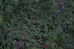 Geranium gymnocaulon