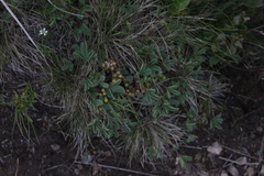 Sibbaldia parviflora