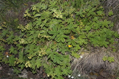 Potentilla brachypetala