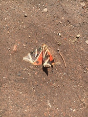 Euplagia quadripunctaria