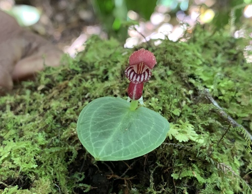 Corybas moluccanus
