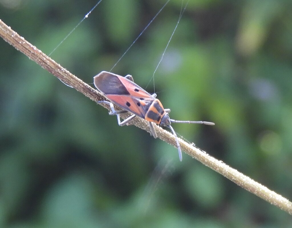 Aspilogeton nubicola