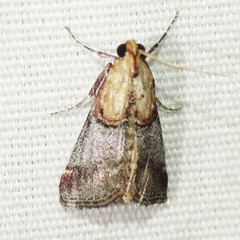 Cacozelia basiochrealis