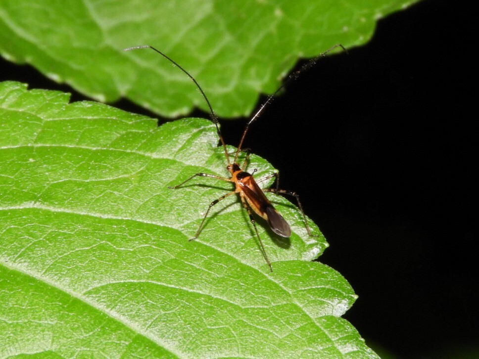 Helopeltis sulawesi