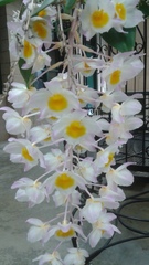 Dendrobium amabile