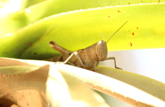 Austracris basalis