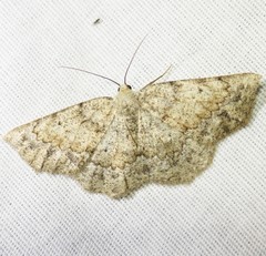 Somatolophia pallescens