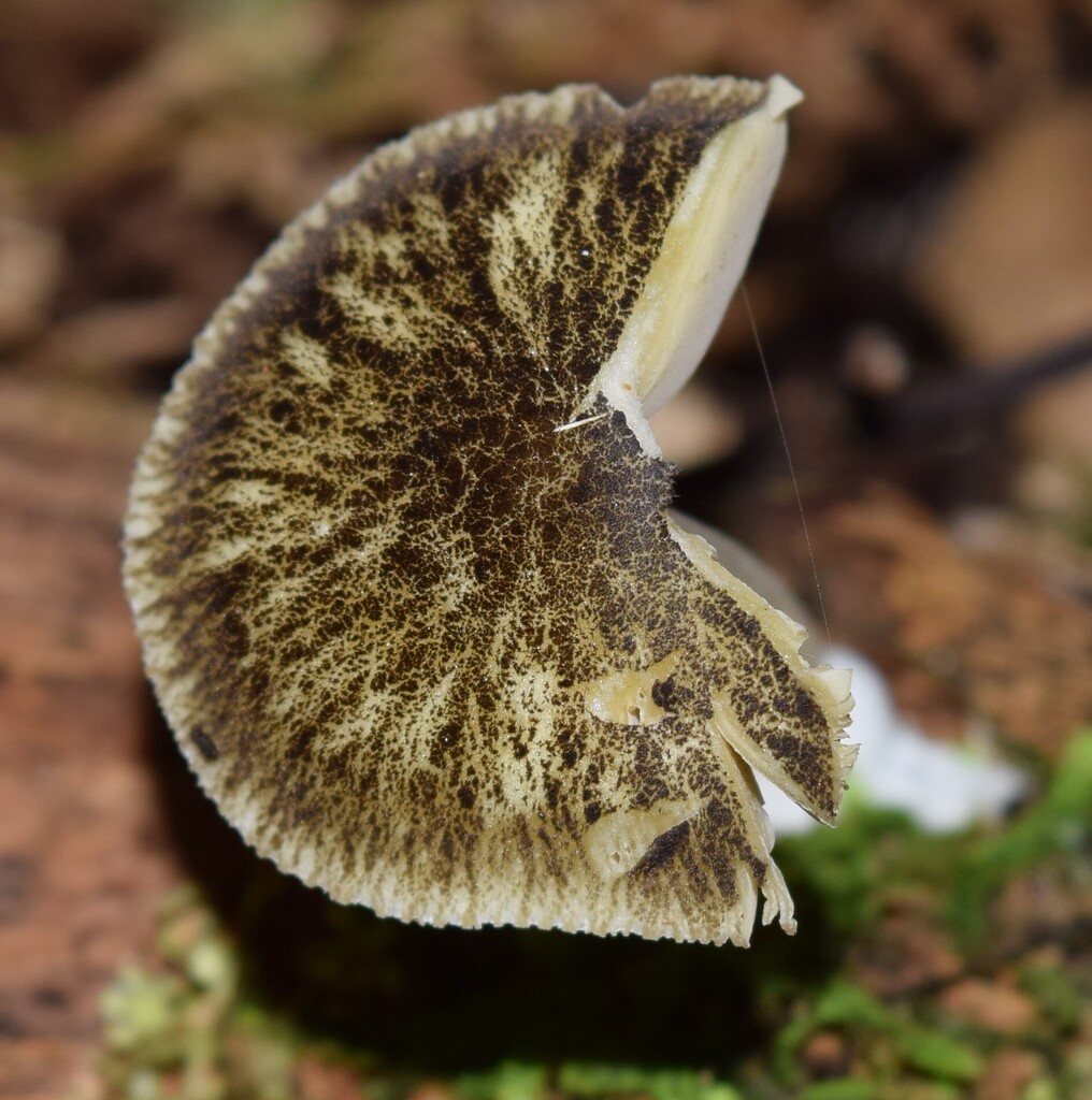 Pluteus readiarum · April 2025 · photo: © davidwhyte (iNaturalist, cc-by-sa)