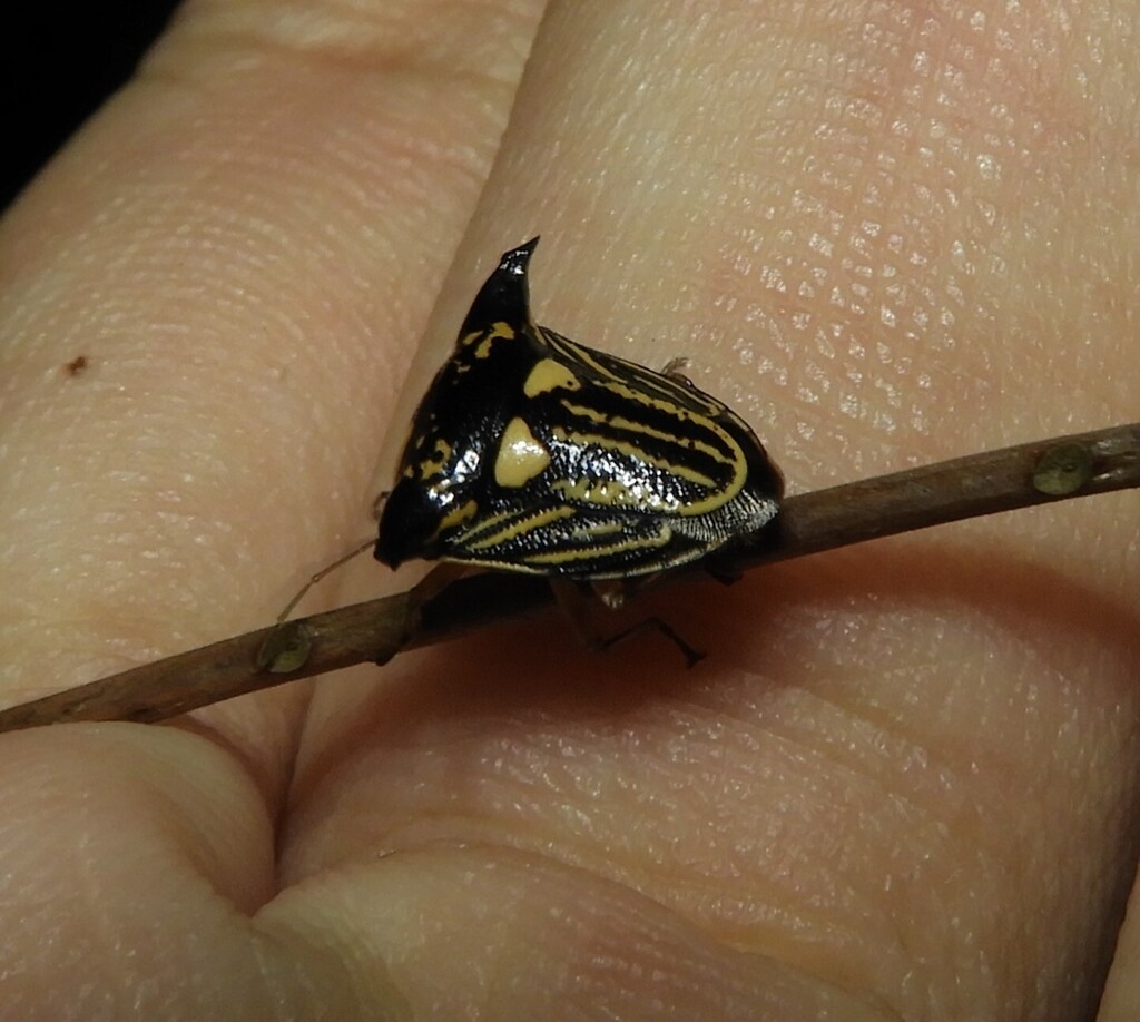 Alcimocoris lineosus