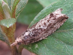 Ainsliaea acerifolia