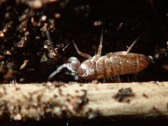 Tomocerus minor