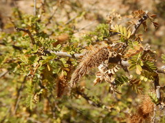 Ormocarpum trichocarpum