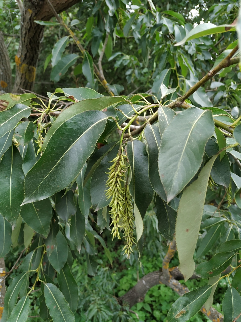 Salix pentandra — an easy houseplant, prefers full sun light