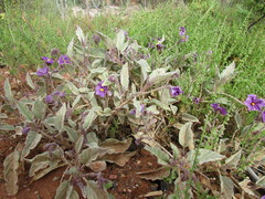 Solanum quadriloculatum