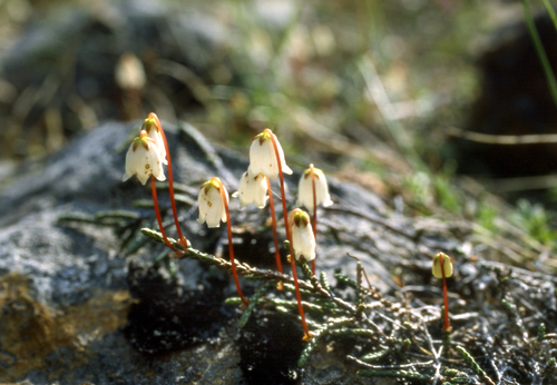 Cassiope lycopodioides, photograph 6