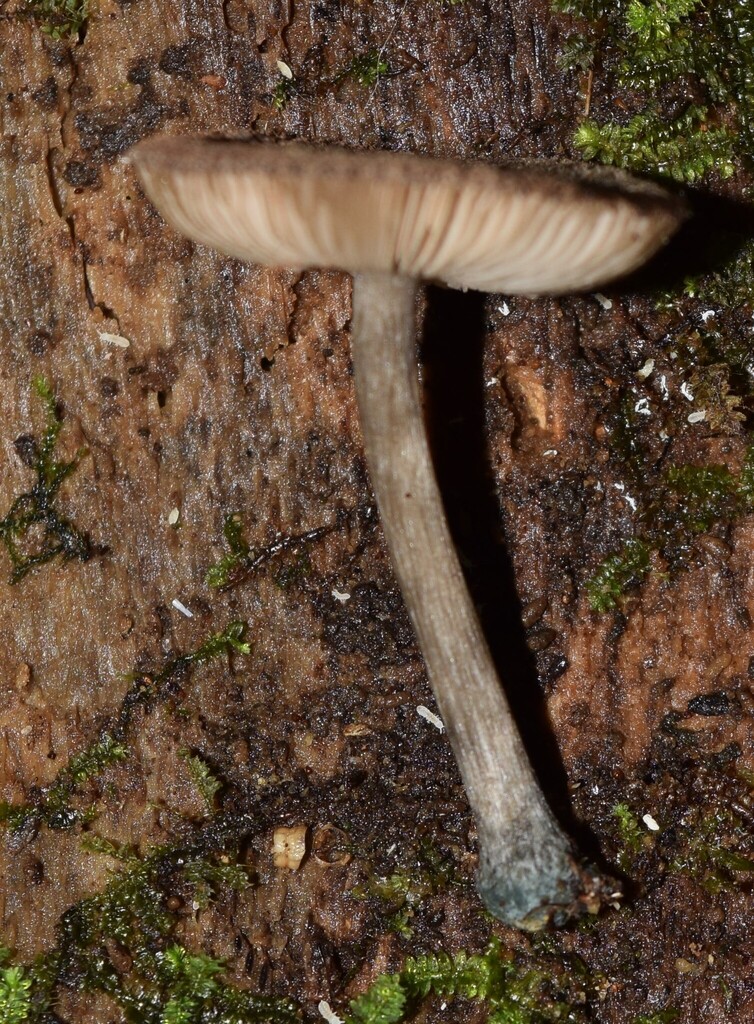 Pluteus velutinornatus · April 2025 · photo: © davidwhyte (iNaturalist, cc-by-sa)