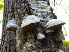 Fomes fomentarius