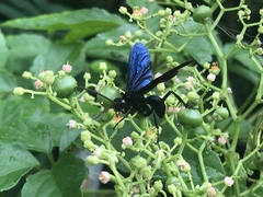 Leptodialepis bipartitus