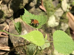 Amegilla florea