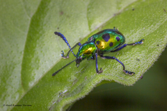 Platycorynus decemnotatus