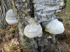 Fomes fomentarius