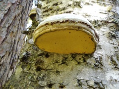 Fomes fomentarius