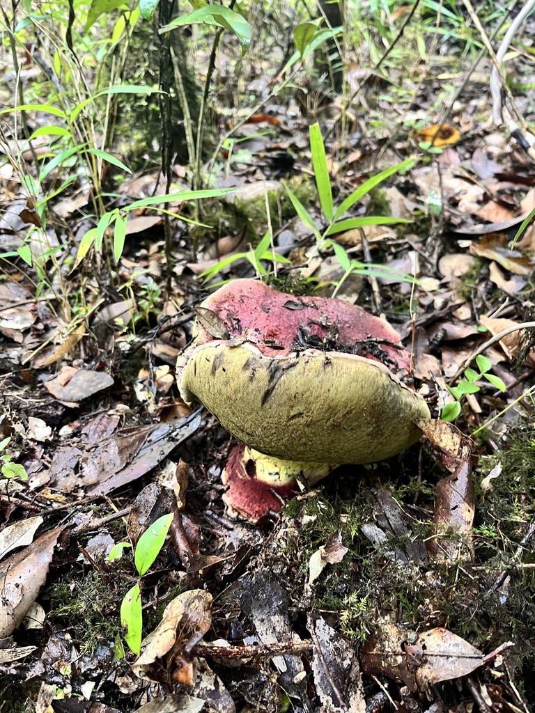 Butyriboletus loyo · April 2025 · photo: © sur_endemico (iNaturalist, cc-by-nc)