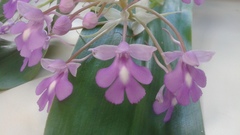 Cynorkis calanthoides