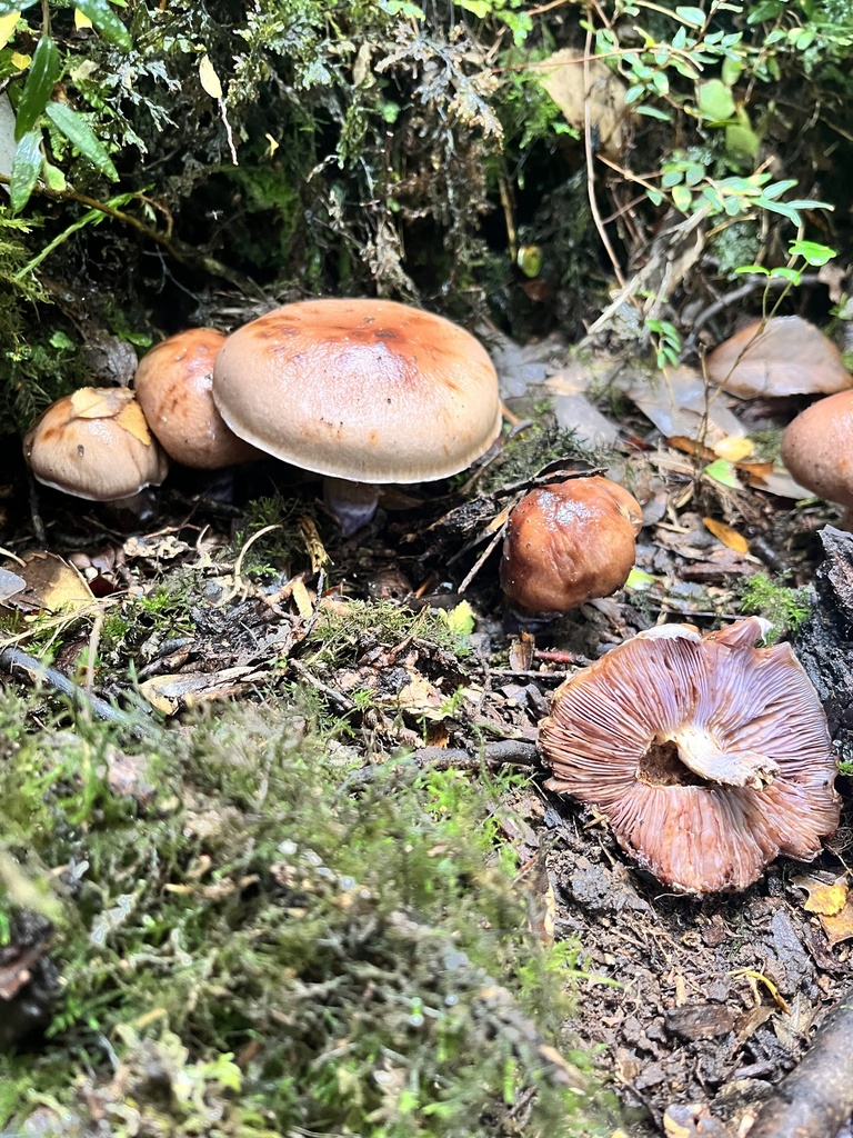 Cortinarius stephanopus · April 2025 · photo: © sur_endemico (iNaturalist, cc-by-nc)