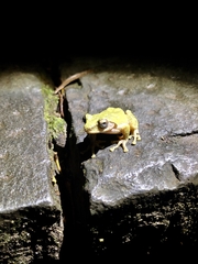 Kurixalus eiffingeri