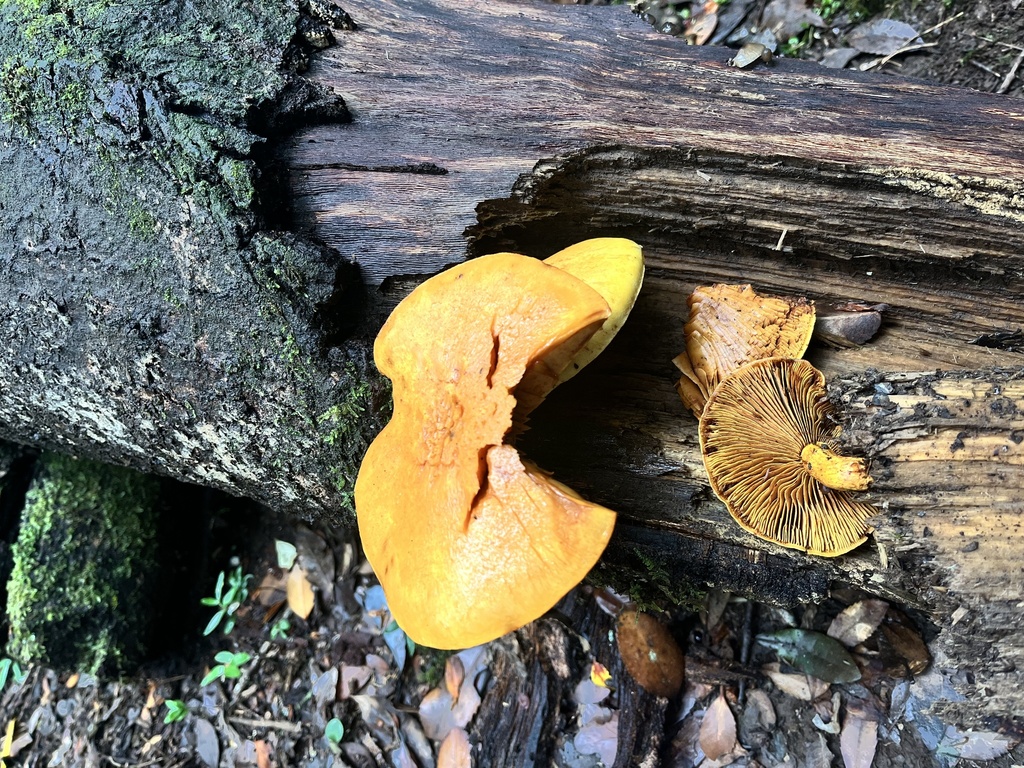 Gymnopilus chilensis · April 2025 · photo: © sur_endemico (iNaturalist, cc-by-nc)