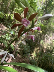 Phaius