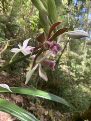 Phaius
