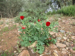 Glaucium corniculatum