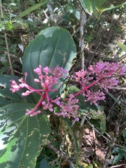 Medinilla