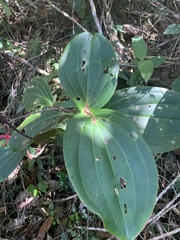 Medinilla