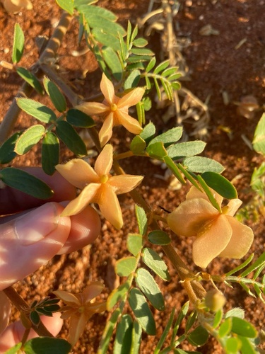 Tribulus hirsutus (Tribulus hirsutus)