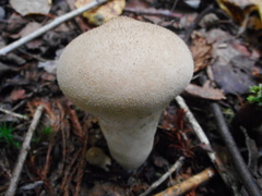 Lycoperdon molle