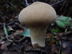 Lycoperdon molle