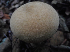 Lycoperdon molle