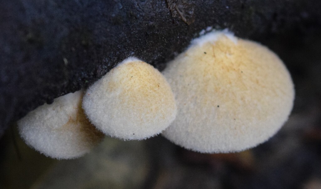 Crepidotus eucalyptorum · April 2025 · photo: © davidwhyte (iNaturalist, cc-by-sa)