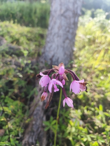 Spathoglottis plicata