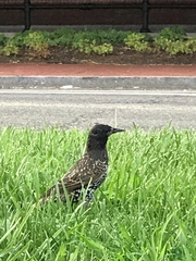 Sturnus vulgaris